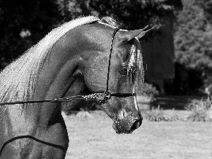 head, bridle, reins, horse