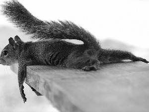 resting, squirrel, board
