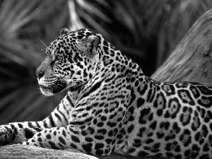 Jaguar, paw, resting, trees