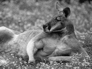 kangaroo, resting