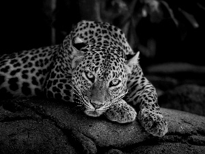Leopards, resting