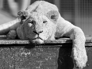 Lion, resting