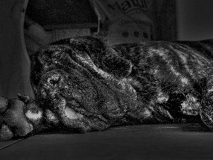 mastiff, resting