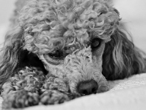 resting, dog, poodle