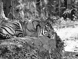 resting, tiger, Stone