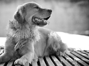 retriever, breathless, golden