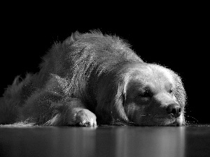 retriever, dog, golden