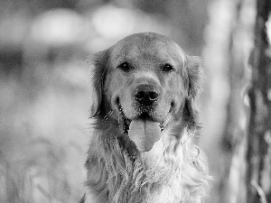 retriever, dog, golden