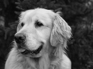 retriever, dog, golden