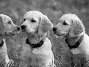 puppies, Golden Retriever