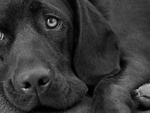 retriever, Black, Labrador