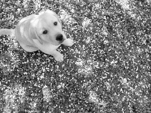 retriever, Puppy, Labrador