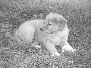 Puppy, Retriever Nova Scotia