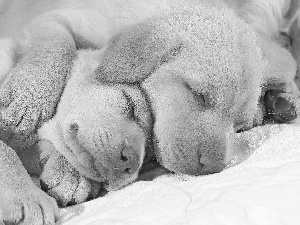 retrievers, Sleeping, golden