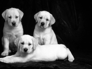 retrievers, Three, Labradors