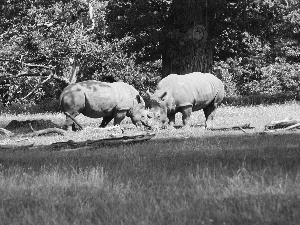 grass, Two cars, Rhinos