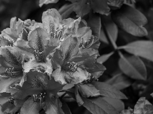 rhododendron, purple, Flowers