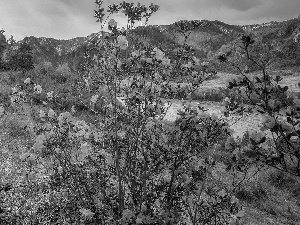 Pink, Bush, trees, rhododendron, Mountains, Flowers, viewes