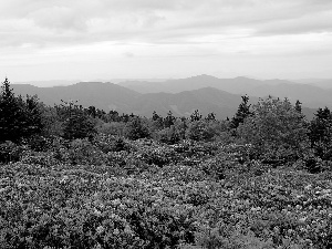 Rhododendrons, blur, forest, flourishing, Mountains