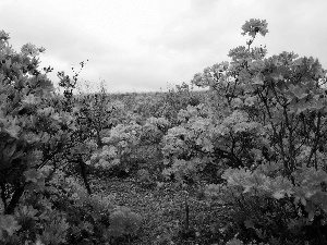 Red, Rhododendrons