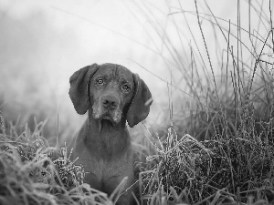 rime, Vizsla, grass