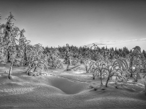 rime, snow, viewes, Bush, trees