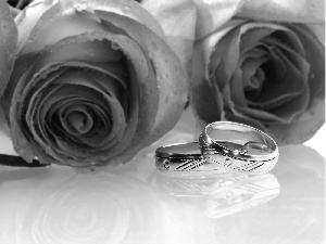 rings, roses, Golden