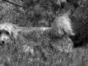 ringtones, Meadow, dog