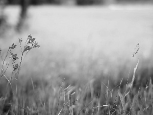 ringtones, Meadow, Flowers