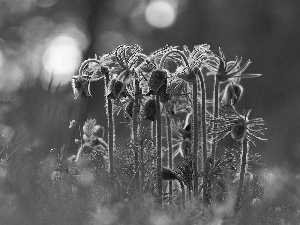 Spring, Flowers, pasque, grass