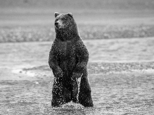 Bear, great, River, brown