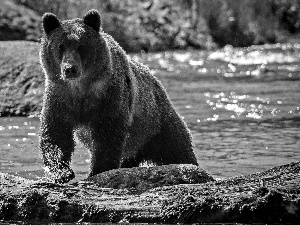 River, Bear, brown