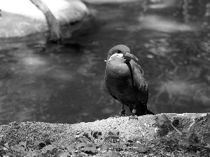 nose, River, Inca Tern, Red, Bird