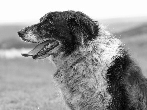 River, Border, Collie