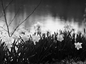 Daffodils, River