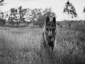 sheep-dog, grass, River, Meadow