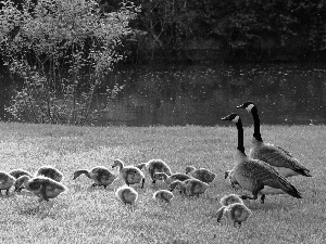 geese, Meadow, River, folks