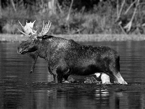 moose, River