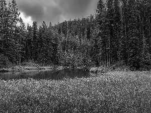 River, grass, Canada, National Park, Alberta, Spruces, forest, Jasper