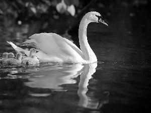 River, Swans, young