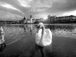 River, Swan, Town