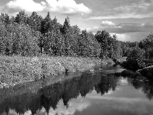 trees, coast, River, viewes