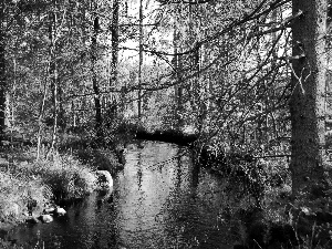 trees, grass, River, viewes