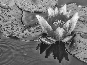 River, lilies, water