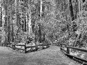 forest, road, fence, bifurcation of the roads