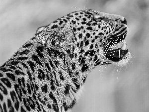 roar, Leopards, spots
