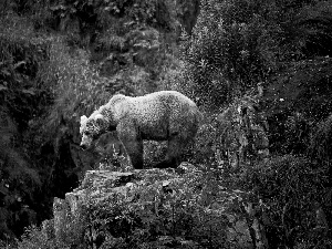 bears, Rocks