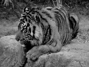 Rocks, tiger, bengal