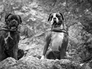 rocks, Dogs, boxers