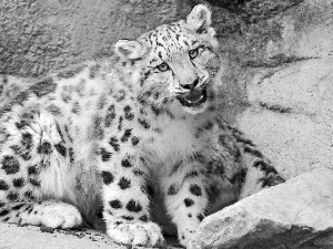 Rocks, White, snow leopard